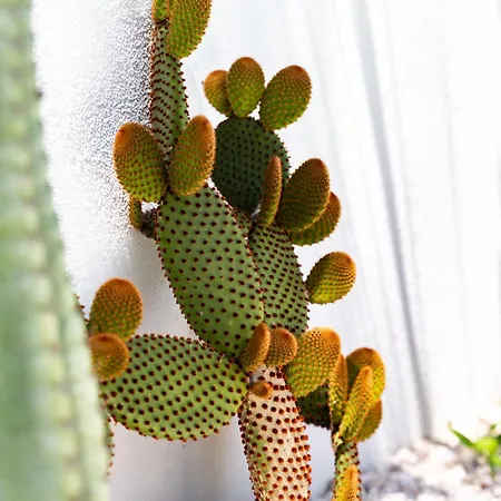 La Selva - Marlù House - Hébergement de vacances